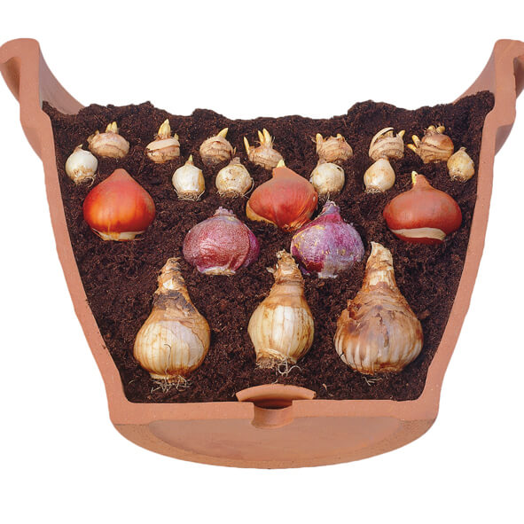 Lasagne-Planting1